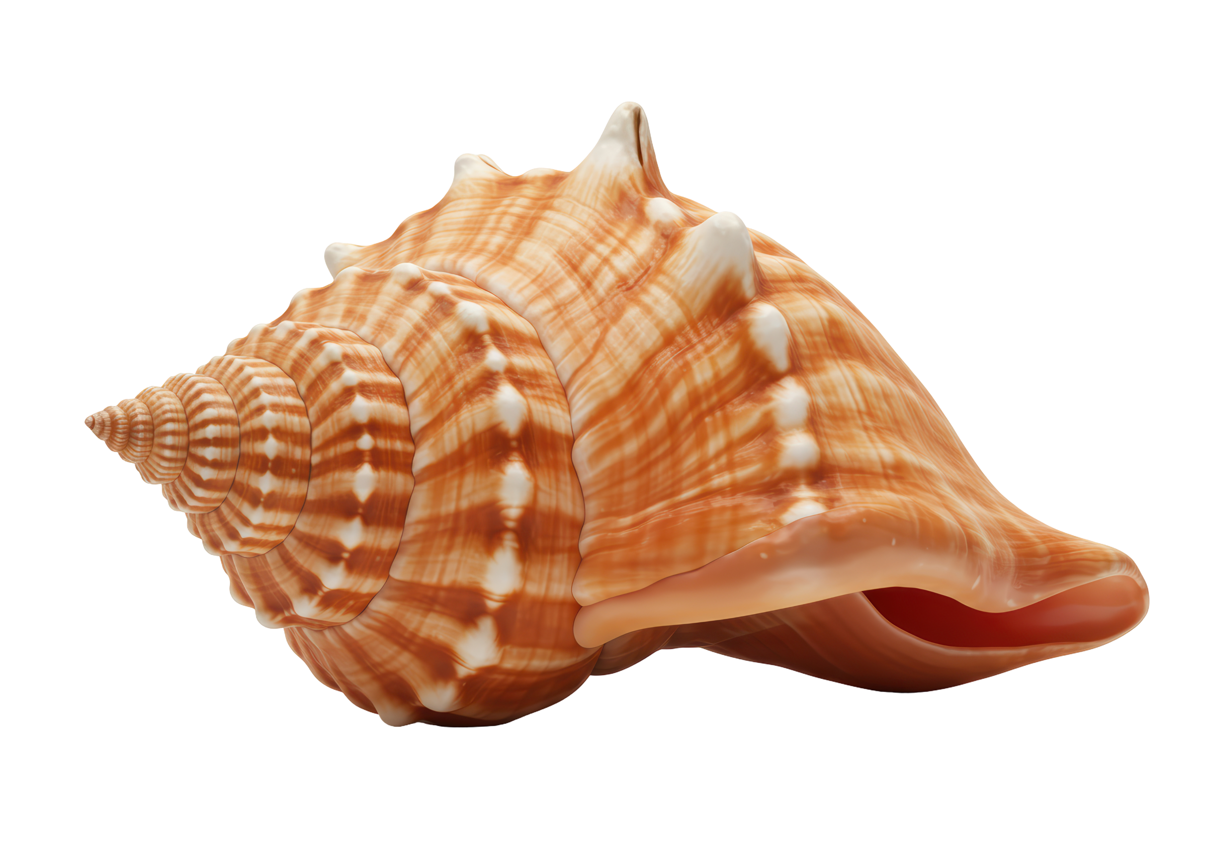 Conch shell Fibonacci spiral