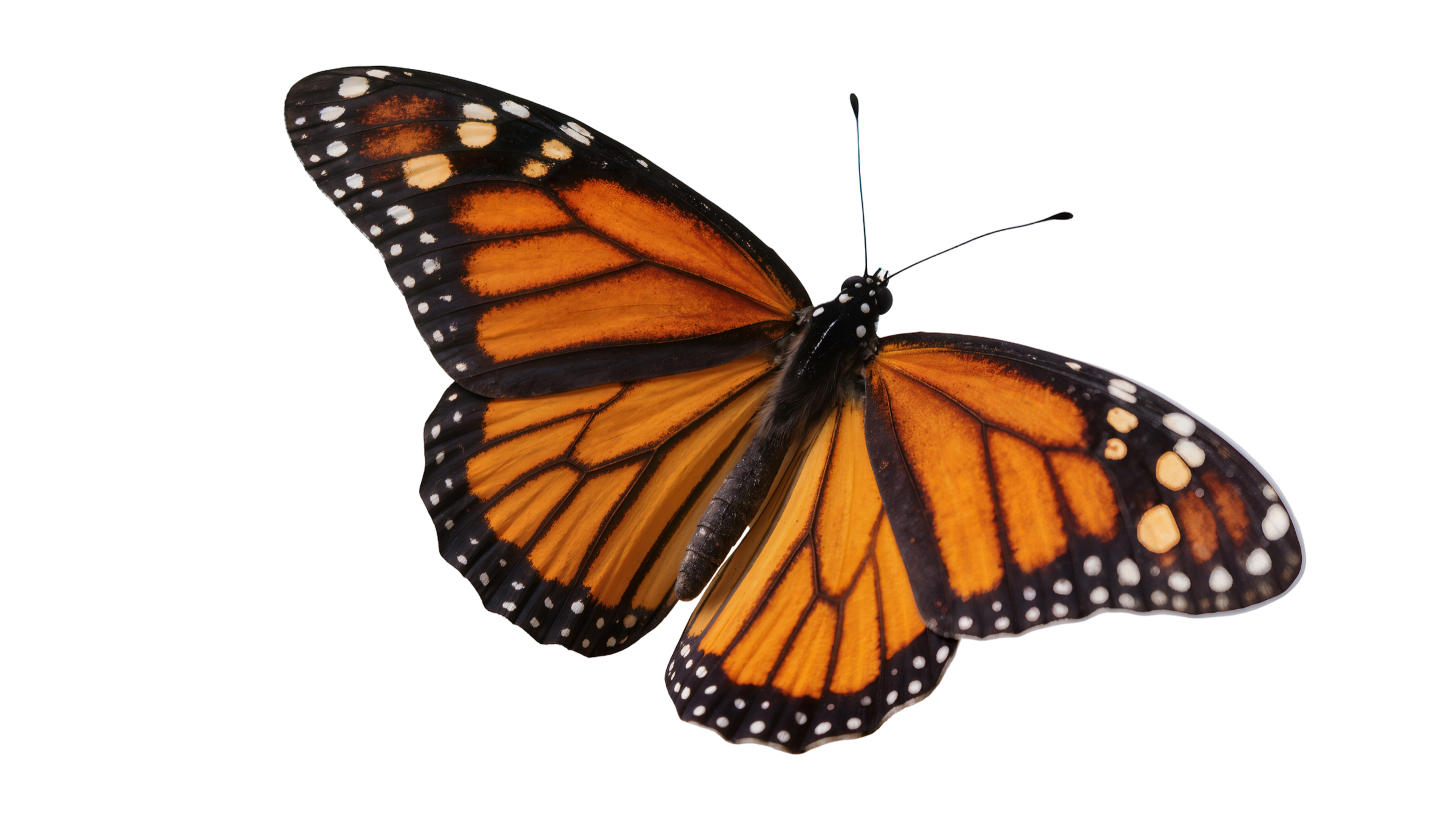 Monarch butterfly