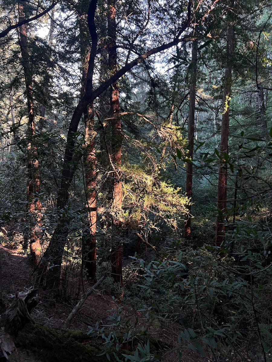Sunlight filtering through forest leaves